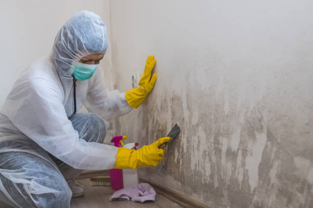 Best Emergency Mold Remediation in Fishhook, AK