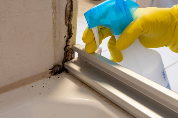 Best Basement Mold Remediation in Fishhook, AK
