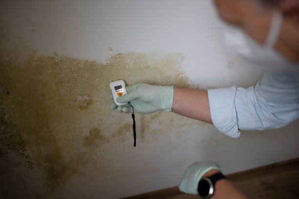 Professional Mold Remediation in Fishhook, AK